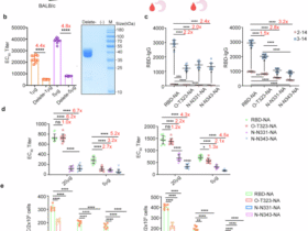 Investigating the effects and underlying mechanisms of glycosylation sites on the immunogenicity of COVID-19 vaccines