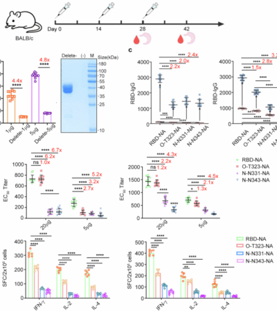 Investigating the effects and underlying mechanisms of glycosylation sites on the immunogenicity of COVID-19 vaccines