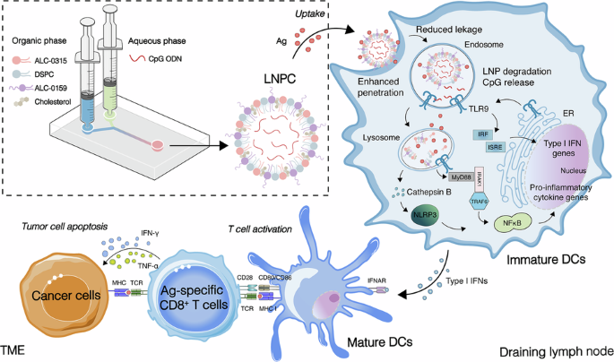 LNP-based delivery of a Toll-like receptor 9 agonist elicits potent adjuvant effects and antitumor immunity