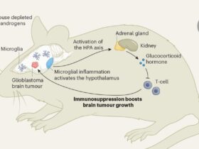 Male sex hormone loss aids brain tumour growth