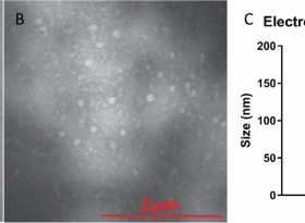Maturation-deficient chikungunya virus elicits protective immune responses in a murine challenge model