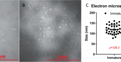 Maturation-deficient chikungunya virus elicits protective immune responses in a murine challenge model