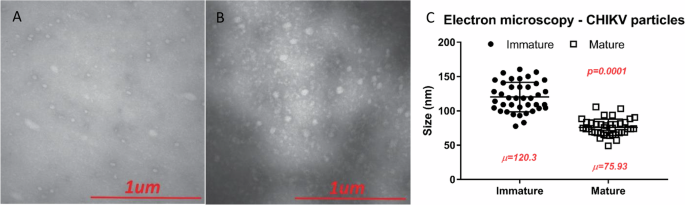 Maturation-deficient chikungunya virus elicits protective immune responses in a murine challenge model