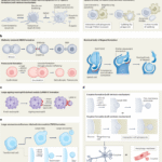 Mechanisms and functions of large extracellular vesicle biogenesis