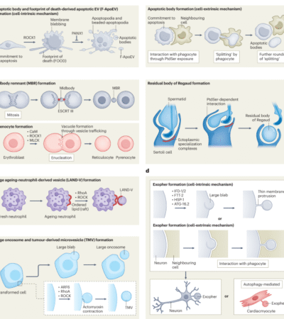 Mechanisms and functions of large extracellular vesicle biogenesis