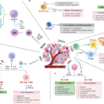 Metabolic adaptations of immunosuppressive cells in cancer: mechanisms and therapeutic targets