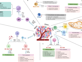 Metabolic adaptations of immunosuppressive cells in cancer: mechanisms and therapeutic targets
