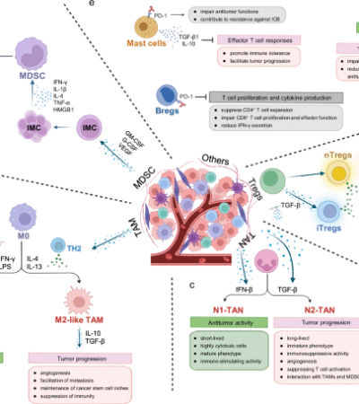 Metabolic adaptations of immunosuppressive cells in cancer: mechanisms and therapeutic targets