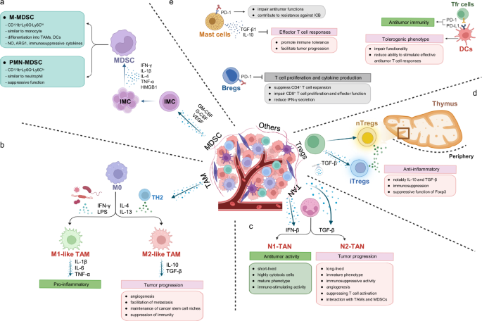 Metabolic adaptations of immunosuppressive cells in cancer: mechanisms and therapeutic targets