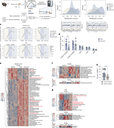 Monocyte infiltration induces CNS arginine catabolism to fuel neuroinflammation
