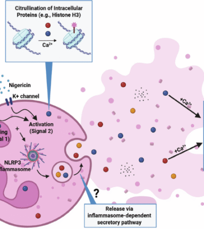 NLRP3 inflammasome promotes PAD2/PAD4 release and protein citrullination in rheumatoid arthritis