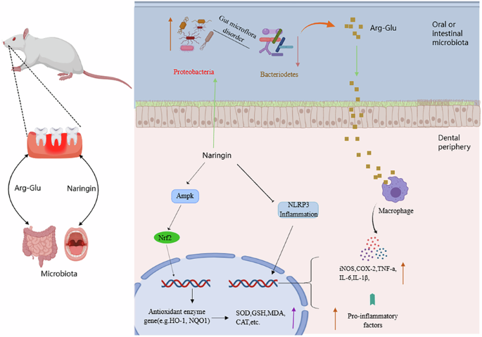 Naringin alleviates periodontitis via direct AMPK/Nrf2 activation and NLRP3 inhibition, amplified by gut microbiota/Arg-Gln modulation