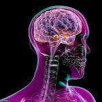 Oral small-molecule GLP-1 drugs penetrate deep into the brain to suppress cravings