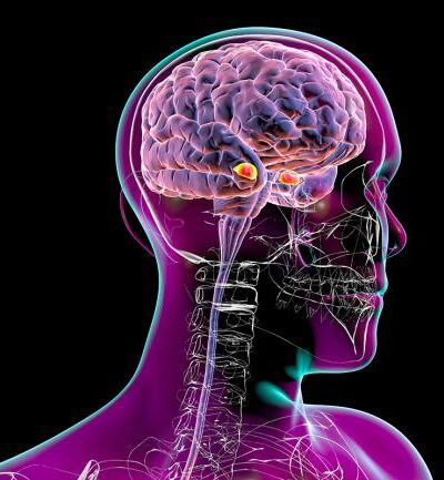 Oral small-molecule GLP-1 drugs penetrate deep into the brain to suppress cravings