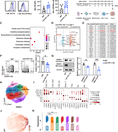 PARK7-induced delactylation of ATAD3A impairs mitochondrial fitness to promote exhaustion of tumor-infiltrating CD8+ T cells