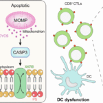 Phosphatidylserine exposure and cancer immune evasion