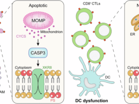 Phosphatidylserine exposure and cancer immune evasion