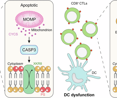 Phosphatidylserine exposure and cancer immune evasion