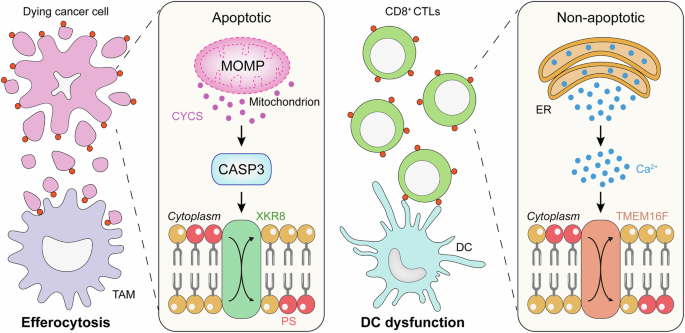 Phosphatidylserine exposure and cancer immune evasion