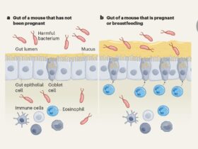 Protective maternal gut instincts