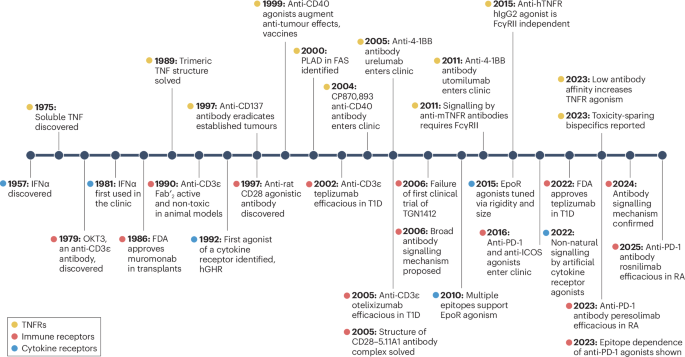 Realizing the potential of agonistic antibody immunotherapy