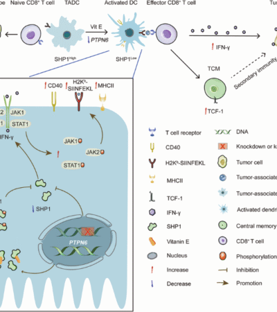 SHP1 expression in tumor-associated dendritic cells drives immunoevasion via impairing CD8+ memory T cell responses