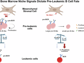 Signals from the bone marrow B cell niches shape pre-leukemic fate in a murine model of B cell acute lymphoblastic leukemia