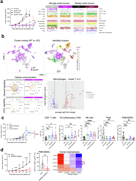 Solid tumors exploit proton-sensing GPR65 for orchestration of an immunosuppressive tumor microenvironment