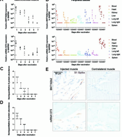 Spatiotemporal distribution of SARS-CoV-2 vaccines and vaccine-related proteins in mice and humans