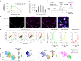 Sustaining microglial reparative function enhances stroke recovery