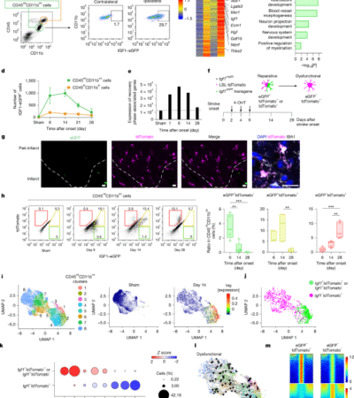 Sustaining microglial reparative function enhances stroke recovery