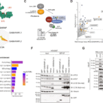 TBK1 restricts IRGQ-mediated autophagy | Nature Communications
