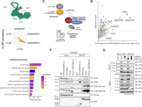 TBK1 restricts IRGQ-mediated autophagy | Nature Communications