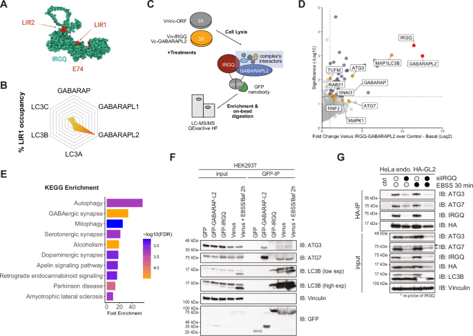TBK1 restricts IRGQ-mediated autophagy | Nature Communications