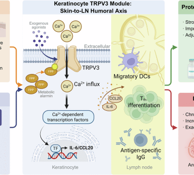 TRPV3 facilitates metabolic alarmin-driven humoral immunity: from infection shielding to lupus flares