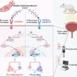 Targeting CCR1-mediated macrophage phenotypic switching to alleviate bladder pain and urinary dysfunction in interstitial cystitis