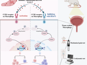 Targeting CCR1-mediated macrophage phenotypic switching to alleviate bladder pain and urinary dysfunction in interstitial cystitis