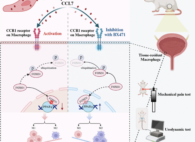 Targeting CCR1-mediated macrophage phenotypic switching to alleviate bladder pain and urinary dysfunction in interstitial cystitis