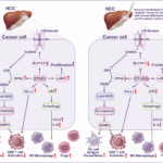 Targeting the OTU family: a core therapeutic strategy for reshaping the immunosuppressive microenvironment and reversing drug resistance in HCC by coordinating the autophagy-ferroptosis balance