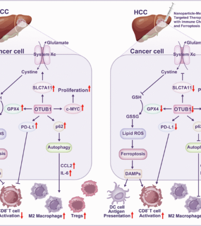 Targeting the OTU family: a core therapeutic strategy for reshaping the immunosuppressive microenvironment and reversing drug resistance in HCC by coordinating the autophagy-ferroptosis balance