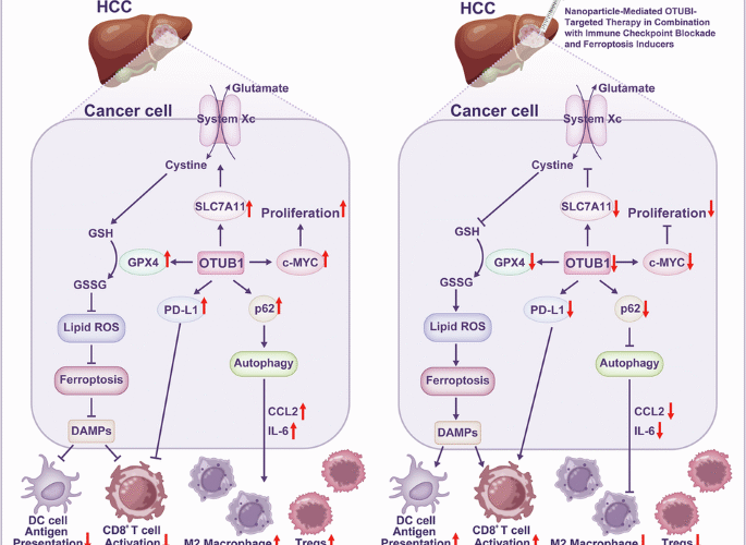 Targeting the OTU family: a core therapeutic strategy for reshaping the immunosuppressive microenvironment and reversing drug resistance in HCC by coordinating the autophagy-ferroptosis balance