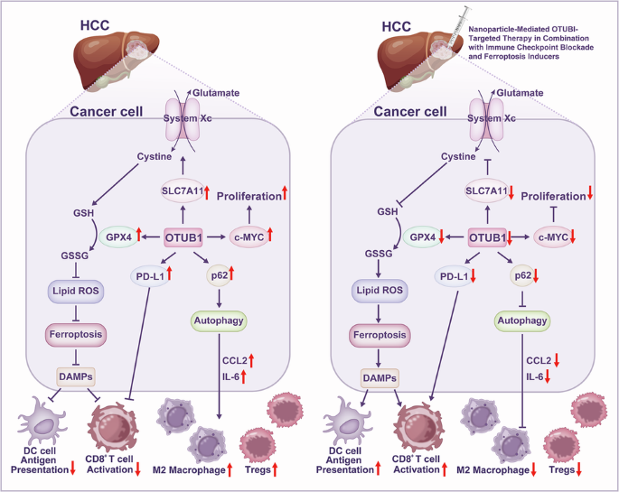 Targeting the OTU family: a core therapeutic strategy for reshaping the immunosuppressive microenvironment and reversing drug resistance in HCC by coordinating the autophagy-ferroptosis balance