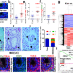 Tetrameric STAT5 regulates the formation of immune niche cells to protect stem cell regenerative repair against mucosal inflammation
