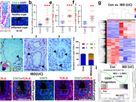 Tetrameric STAT5 regulates the formation of immune niche cells to protect stem cell regenerative repair against mucosal inflammation