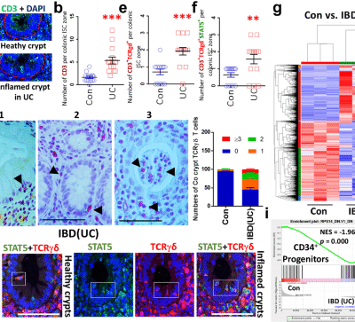 Tetrameric STAT5 regulates the formation of immune niche cells to protect stem cell regenerative repair against mucosal inflammation