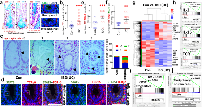 Tetrameric STAT5 regulates the formation of immune niche cells to protect stem cell regenerative repair against mucosal inflammation