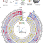 The ISG Atlas: a loss-of-function analysis characterizes antiviral properties of interferon stimulated genes