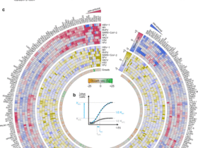 The ISG Atlas: a loss-of-function analysis characterizes antiviral properties of interferon stimulated genes