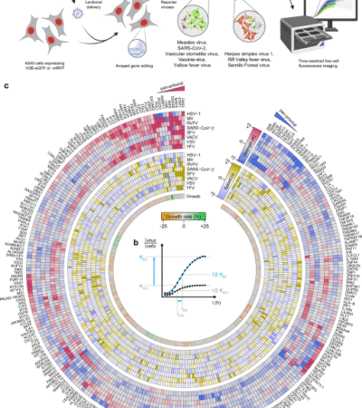 The ISG Atlas: a loss-of-function analysis characterizes antiviral properties of interferon stimulated genes