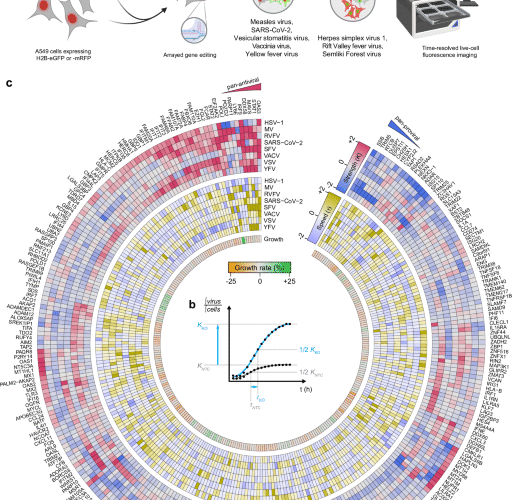 The ISG Atlas: a loss-of-function analysis characterizes antiviral properties of interferon stimulated genes